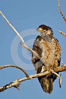 Young Bald Eagle Perched High in a Barren Tree