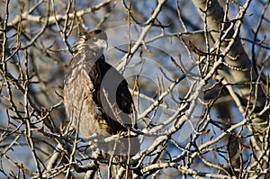 Young Bald Eagle Perched High in a Barren Tree