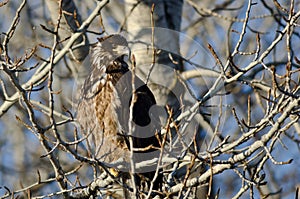 Young Bald Eagle Perched High in a Barren Tree