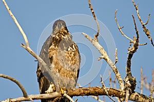 Young Bald Eagle Perched High in a Barren Tree