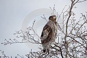 Young Bald eagle perched in a tree against a bright blue sky.