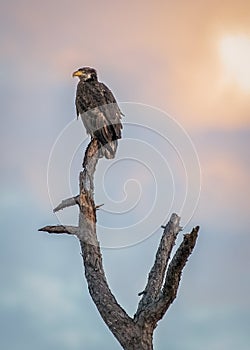 Young bald eagle perched in a tree with beautiful sky