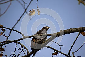 A young bald eagle perched on a tree branch