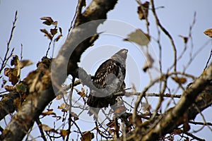 A young bald eagle perched on a tree branch