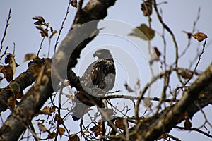 A young bald eagle perched on a tree branch