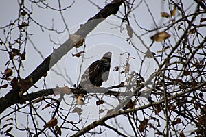 A young bald eagle perched on a tree branch