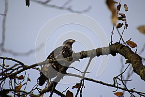 A young bald eagle perched on a tree branch