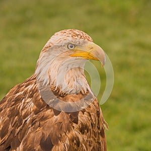 Young bald Eagle Portrait.