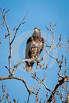 Young Bald Eagle resting on a tree branch