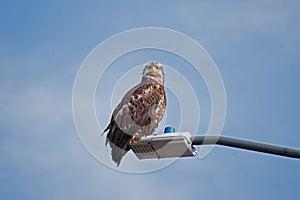 Young Bald Eagle Sand Point Alaska