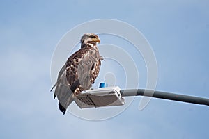 Young Bald Eagle Sand Point Alaska