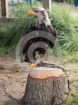 Young bald eagle sitting on a tree stump outdoors