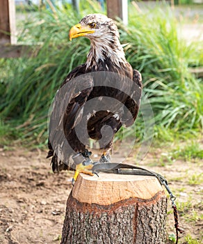 Young bald eagle sitting on a tree stump outdoors