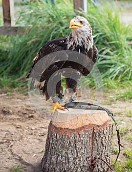 Young bald eagle sitting on a tree stump outdoors