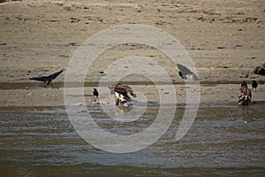 A young bald eagle standing on the edge of a sandy beach