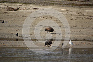 A young bald eagle standing on the edge of a sandy beach