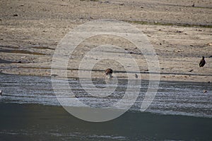 A young bald eagle standing on the edge of a sandy beach