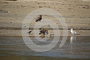 A young bald eagle standing on the edge of a sandy beach