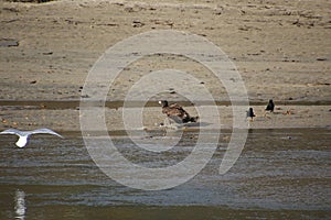 A young bald eagle standing on the edge of a sandy beach