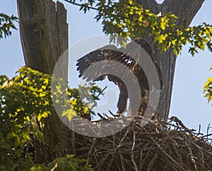 Young bald eagle standing in its nest