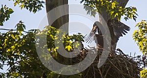 Young bald eagle stretching its wings