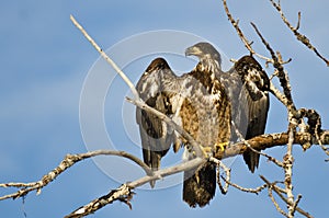 Young Bald Eagle Surveying the Area While Perched High in a Barren Tree