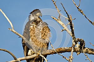 Young Bald Eagle Surveying the Area While Perched High in a Barren Tree