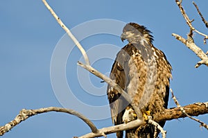 Young Bald Eagle Surveying the Area While Perched High in a Barren Tree