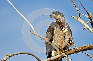 Young Bald Eagle Surveying the Area While Perched High in a Barren Tree