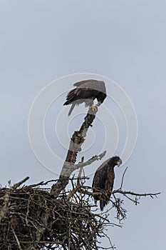 Young Bald Eagles at Nest