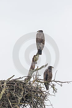 Young Bald Eagles at Nest