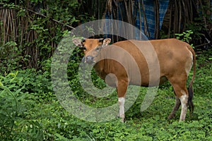 Young Balinese bull in a jungle  Bos javanicus domesticus