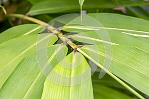 Young bamboo leabes, (Bambusa vulgaris), in the nursery for natural background