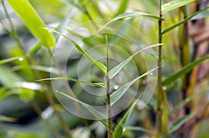 Young bamboo plant, Bambusa sp., in the nursery for natural background