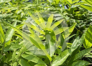 Young bamboo plant, Bambusa sp., in the nursery for natural background