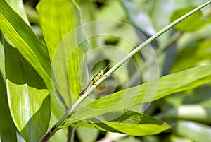 Young bamboo plant, Bambusa sp., in the nursery for natural background. Shallow focus