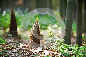 Young bamboo shoot, bamboo sprout in the forest