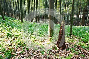 Young bamboo shoot, bamboo sprout in the forest