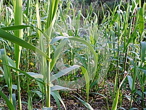 Young Bamboo Shoots