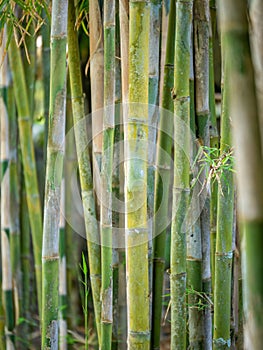 Young Bamboo tree close up