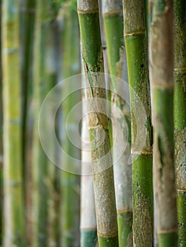 Young Bamboo tree close-up