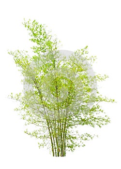 Young bamboo tree