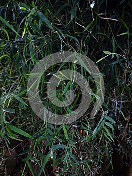 a young bamboo tree will soon grow.