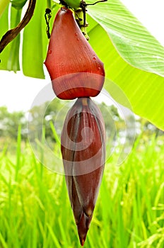 Young banana blossom