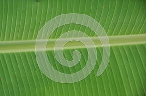 Young banana leaf texture, nature