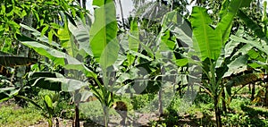 Young Banana Plantation on Philippine Soil