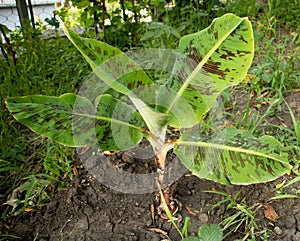 Young banana tree with beautiful leaves. Musa acuminata var. zebrina photo