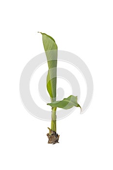 Young Banana tree growing with drops isolated on white background.