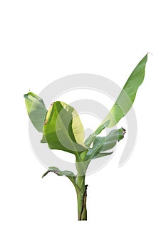 Young Banana tree growing isolated on white background.