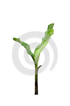 Young Banana tree growing isolated on white background.
